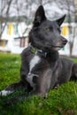 Dog of gray color with white spots on the grass Royalty Free Stock Photo