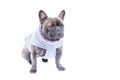 French bulldog isolate on white. A dog in a gray vest