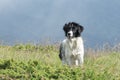 A dog grazes sheep in the mountains Royalty Free Stock Photo