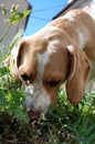 Dog grazing grass