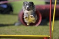 Dog with great blue eyes jumping over obstacle on agility Royalty Free Stock Photo