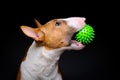 Dog green ball