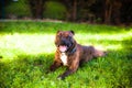 Dog in the green Royalty Free Stock Photo