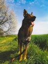 Dog in a green field in springtime Royalty Free Stock Photo