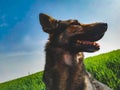 Dog in a green field in springtime Royalty Free Stock Photo