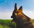 Dog in a green field in springtime Royalty Free Stock Photo