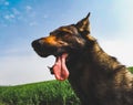Dog in a green field in springtime Royalty Free Stock Photo