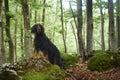 dog in the green forest. Setter Gordon in nature