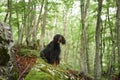 dog in the green forest. Setter Gordon in nature