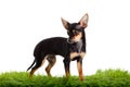 Dog on green gras isolated on white background Royalty Free Stock Photo