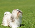 White small dog running  on the green grass Royalty Free Stock Photo