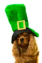 Dog in green hat