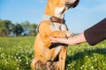 Dog in green meadow with flowers gives paw to human.