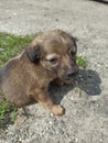 dog grey portrait looking, handsome cute, young, sitting on the window Royalty Free Stock Photo