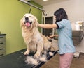 Dog groomer brushing the hair