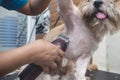 A dog groomer shaves the armpit of a relaxed shih tzu dog. Using a professional electric trimmer. Typical pet grooming service