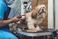 A dog groomer shaves and cuts the backside fur of a long haired shih tzu. Using a professional electric trimmer. Typical pet Royalty Free Stock Photo