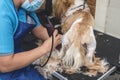 A dog groomer shaves and cuts the backside fur of a long haired shih tzu. Using a professional electric trimmer. Typical pet Royalty Free Stock Photo