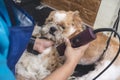 A dog groomer shaves the legs of an anxious shih tzu dog showing signs of stress. Using a professional electric trimmer. Typical