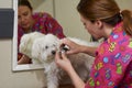 Dog groomer working, nail clippers. Royalty Free Stock Photo