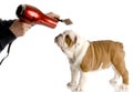 Dog grooming Royalty Free Stock Photo