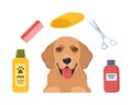 Dog Grooming. Caring for animals. Dog hair salon. Golden Retriever. Tools for the care of animals. Scissors, brush, shampoo, towel Royalty Free Stock Photo