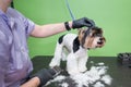 dog grooming close up. groomer's hands working with dog Royalty Free Stock Photo