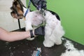 dog grooming close up. groomer\'s hands working with dog Royalty Free Stock Photo