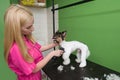 dog grooming close up. groomer's hands working with dog Royalty Free Stock Photo
