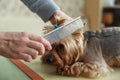 Groomer`s hands working with dog Royalty Free Stock Photo