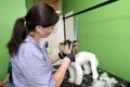 dog grooming close up. groomer's hands working with dog. Yorkie dog getting a haircut