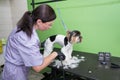 dog grooming close up. groomer\'s hands working with dog Royalty Free Stock Photo