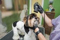 dog grooming close up. groomer's hands working with dog Royalty Free Stock Photo