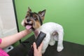 dog grooming close up. groomer\'s hands working with dog