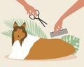 Dog grooming, collie isolated, flat vector stock illustration, master cuts pet