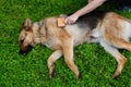 Dog grooming. The girl on the green grass is combing the fur of a German shepherd. A woman is caring for her German shepherd dog,