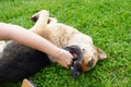 Dog grooming. The girl on the green grass is combing the fur of a German shepherd. A woman is caring for her German shepherd dog,