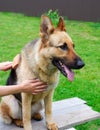 Dog grooming. The girl on the green grass is combing the fur of a German shepherd. A woman is caring for her German shepherd dog,