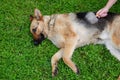 Dog grooming. The girl on the green grass is combing the fur of a German shepherd. A woman is caring for her German shepherd dog,