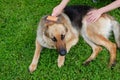 Dog grooming. The girl on the green grass is combing the fur of a German shepherd. A woman is caring for her German shepherd dog, Royalty Free Stock Photo