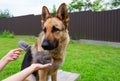 Dog grooming. The girl on the green grass is combing the fur of a German shepherd. A woman is caring for her German shepherd dog,