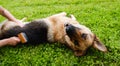 Dog grooming. The girl on the green grass is combing the fur of a German shepherd. A woman is caring for her German shepherd dog,