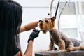 Dog Grooming At Pet Salon. Funny Dog Getting Haircut Royalty Free Stock Photo