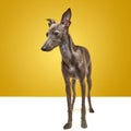 Portrait of cute animal, Italian greyhound breed with silk, brown fur posing over yellow color studio background. Dog Royalty Free Stock Photo