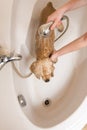 Dog at grooming salon having bath. Royalty Free Stock Photo