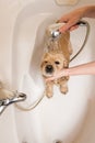 Dog at grooming salon having bath. Royalty Free Stock Photo