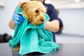 A dog grooming salon. A skilled female groomer washes a cute terrier with shampoo and wipes it with a towel. Pet care in a Royalty Free Stock Photo