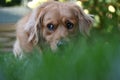 Dog in Grass Royalty Free Stock Photo