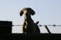 Dog on guard Royalty Free Stock Photo