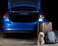 Dog guard luggage next to car Royalty Free Stock Photo